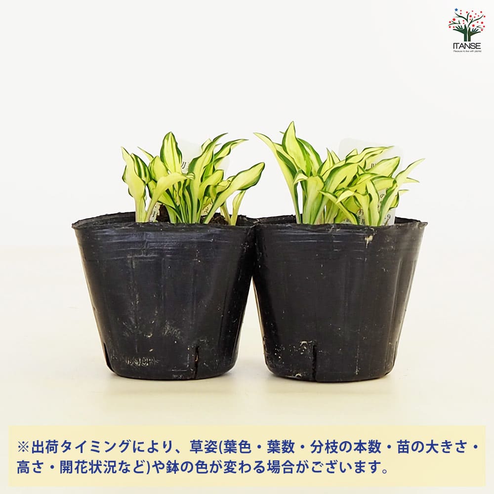 ホスタ(ギボウシ) 涼風(すずかぜ) 【花苗 3号】