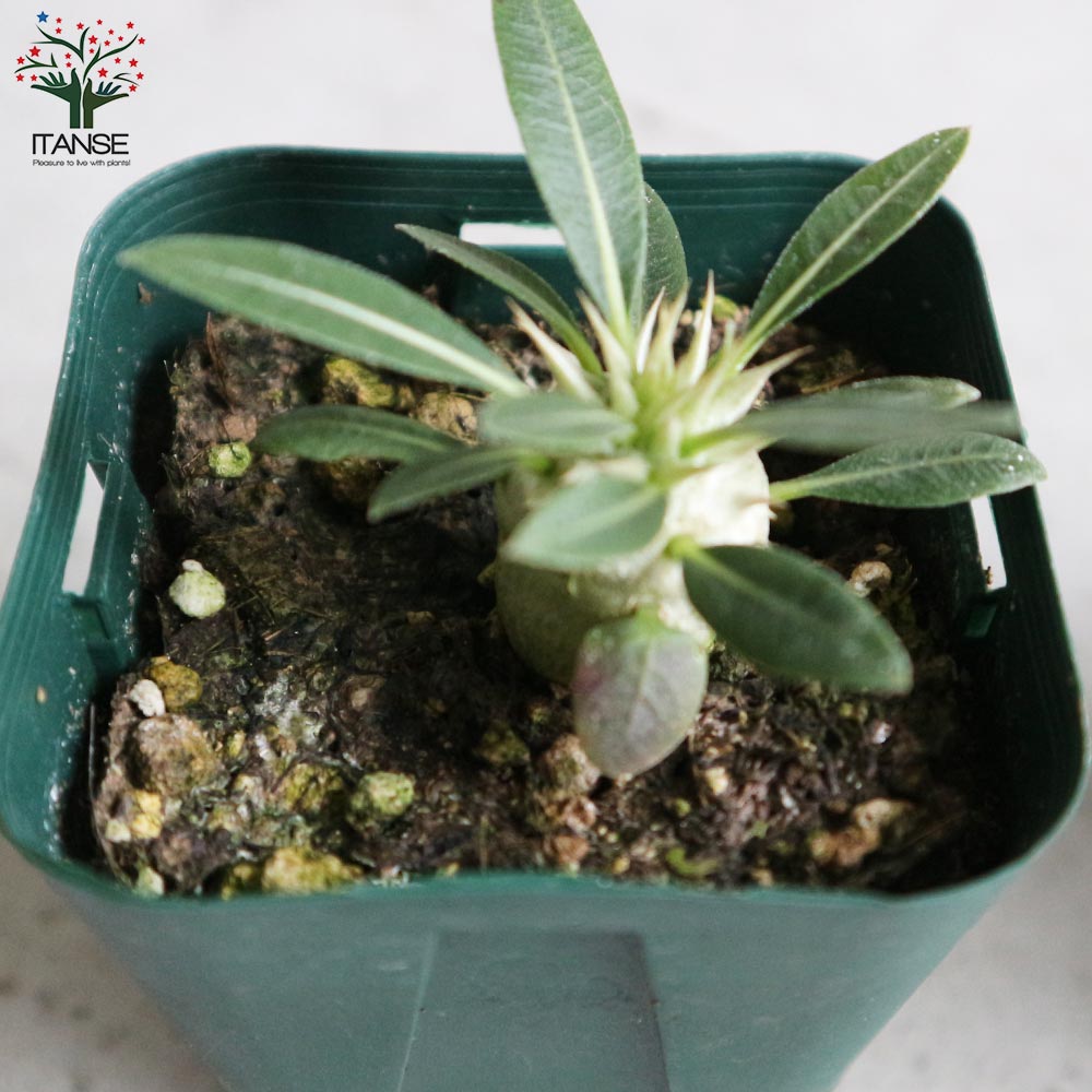 塊根植物　デンシフローラム2頭　鉢つき 塊根植物 デンシフローラム2頭 鉢つき パキポディウム デンシ