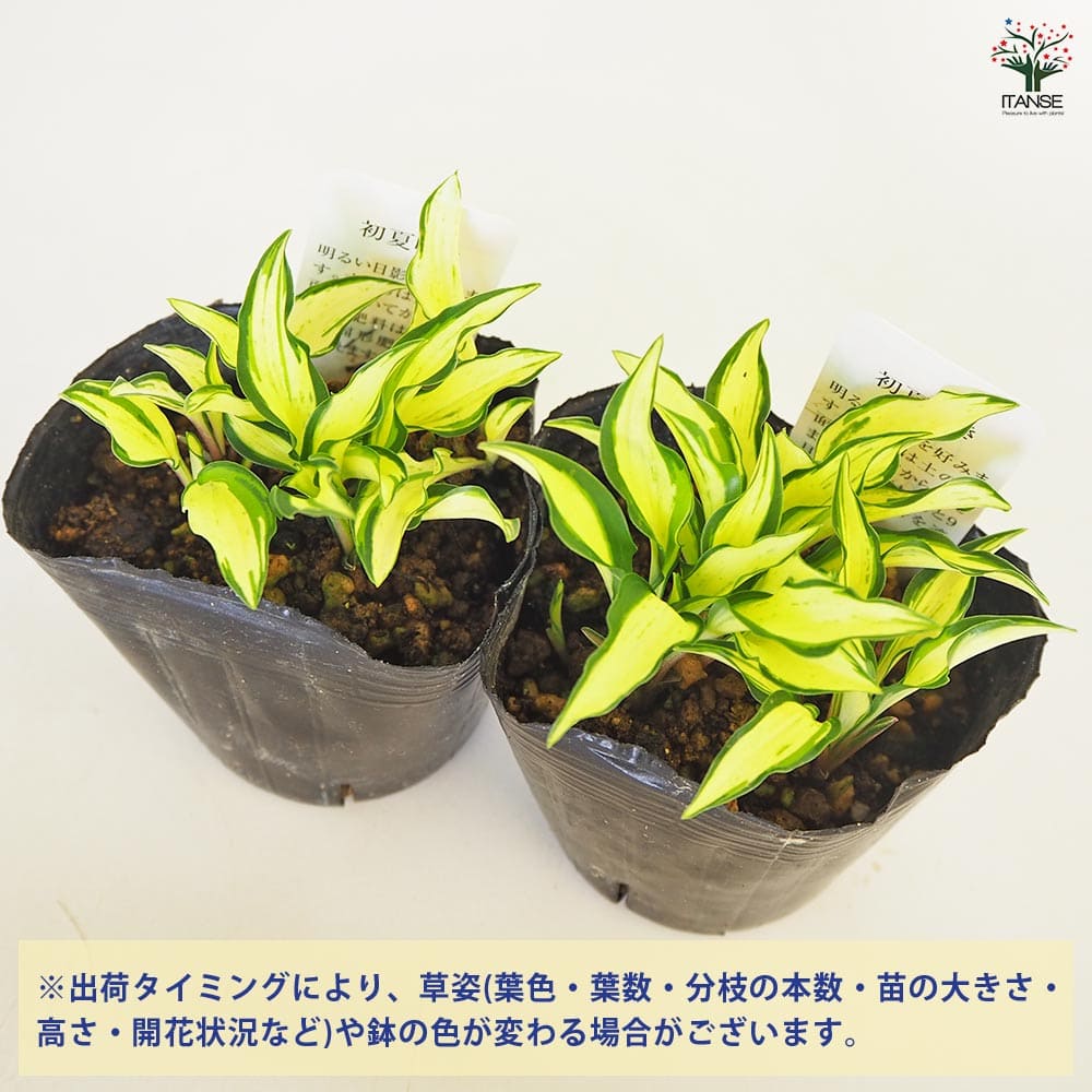 ホスタ(ギボウシ) 涼風(すずかぜ) 【花苗 3号】｜ 【植物の