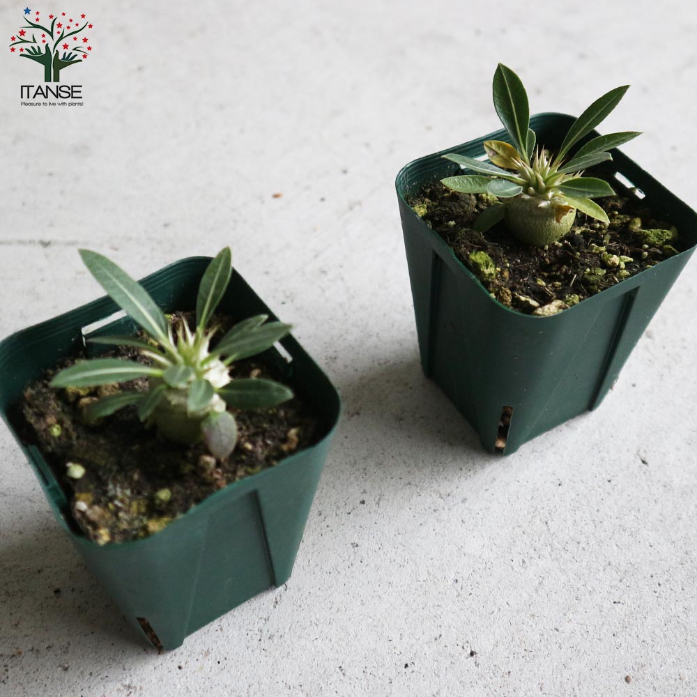 パキポディウム デンシフローラム【観葉植物 2.5号ミニサイズ 塊根植物