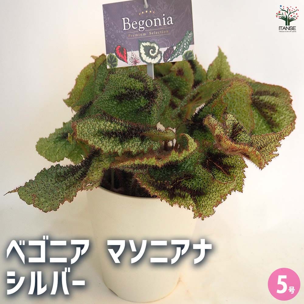 根茎性ベゴニア マソニアナ シルバー 【観葉植物 5号／1個売り】