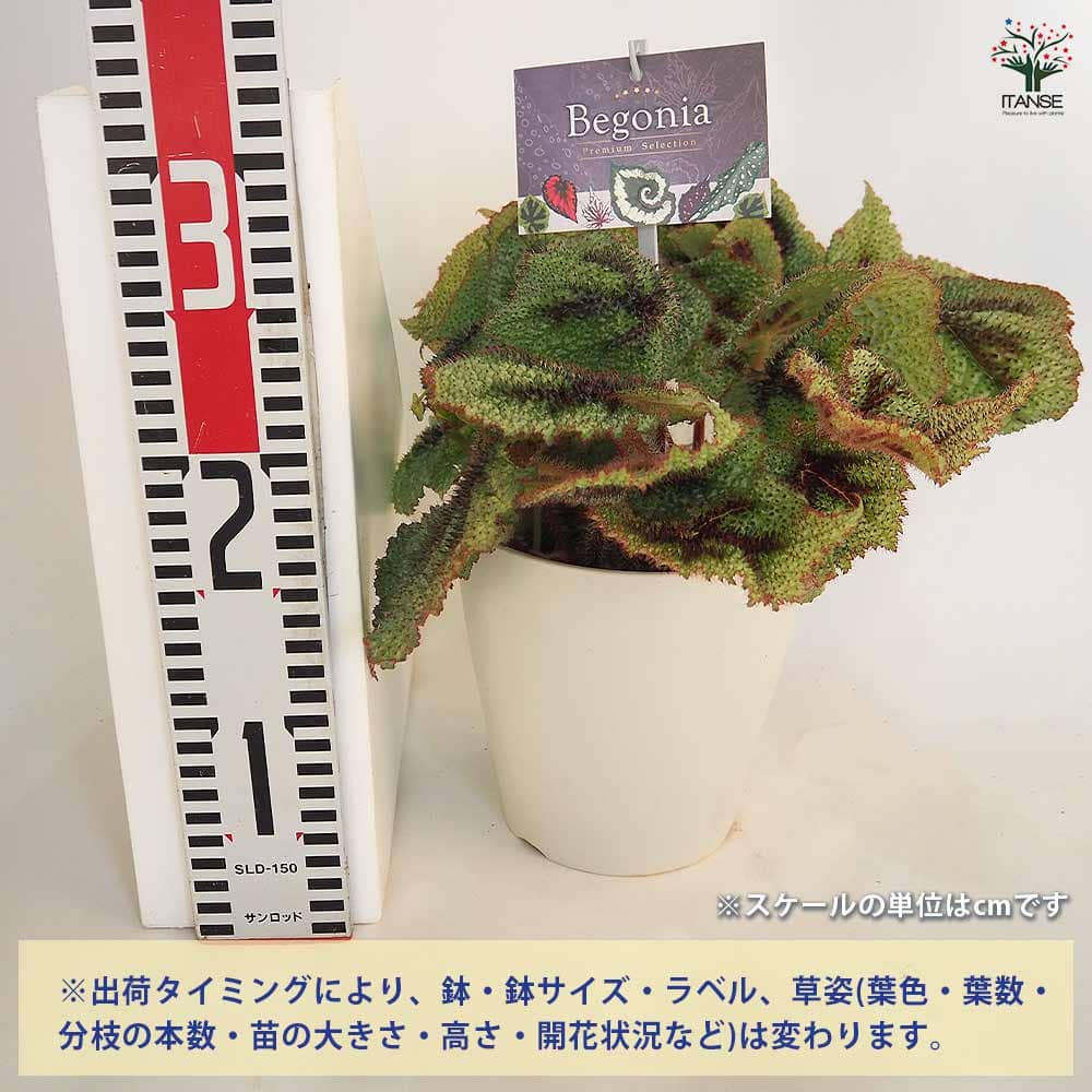 根茎性ベゴニア マソニアナ シルバー 【観葉植物 5号／1個売り】