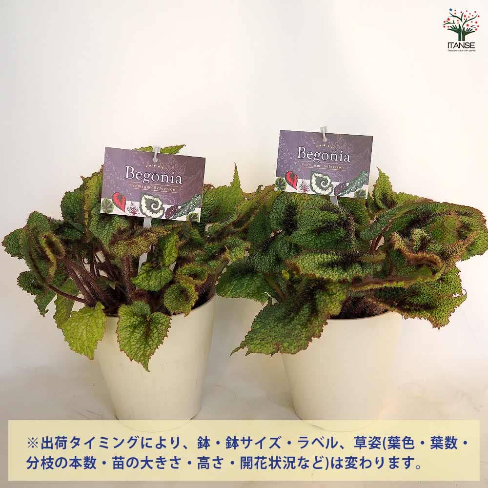 根茎性ベゴニア マソニアナ シルバー 【観葉植物 5号／1個売り