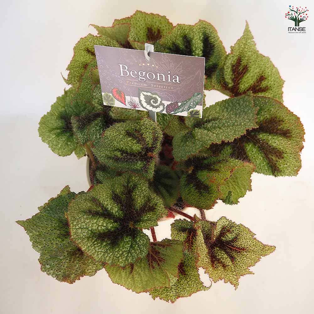 根茎性ベゴニア マソニアナ シルバー 【観葉植物 5号／1個売り】