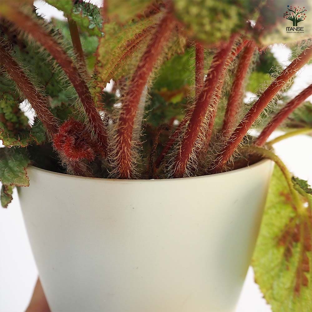 根茎性ベゴニア マソニアナ シルバー 【観葉植物 5号／1個売り】