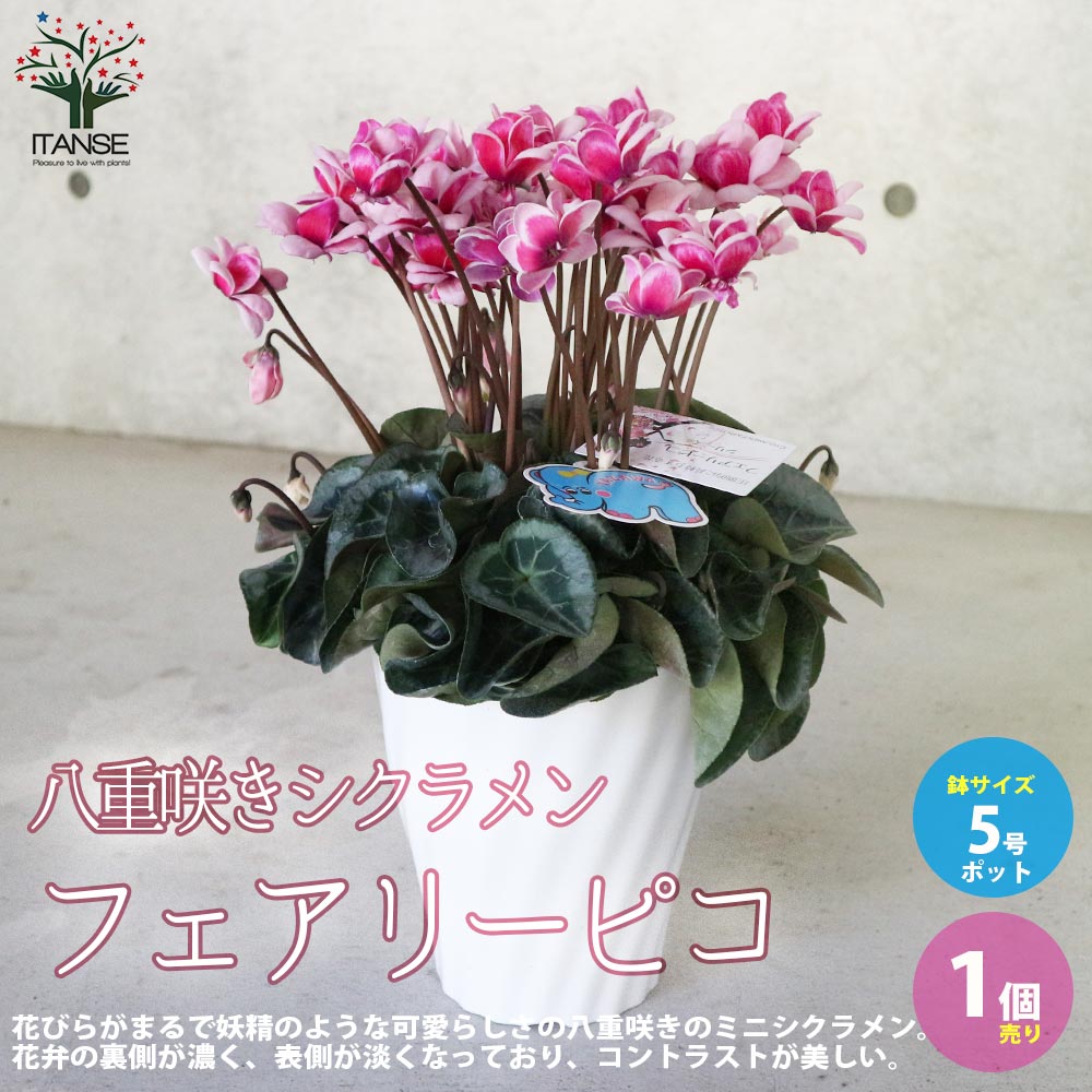 八重咲きシクラメン フェアリーピコ【花苗 5号／1個売り】｜ 【植物の