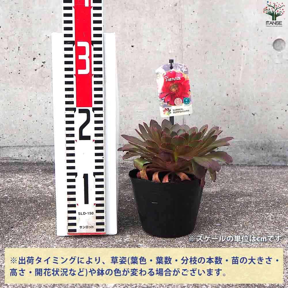 センポニウム シエナ 【多肉植物 4号】