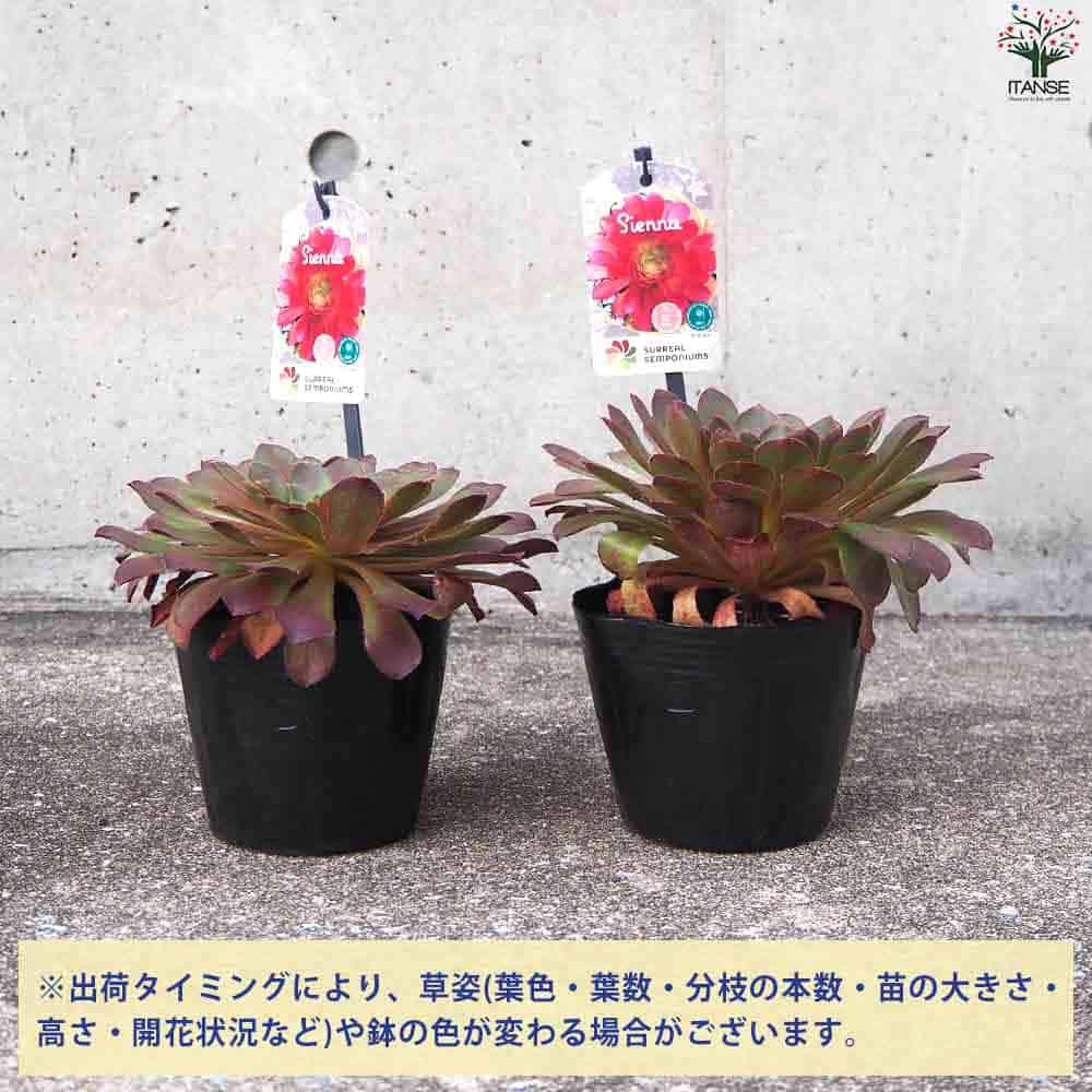 センポニウム シエナ 【多肉植物 4号】｜ 【植物のITANSE