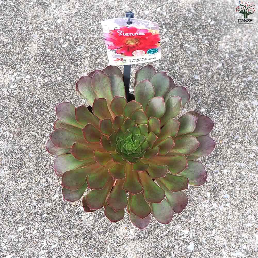 センポニウム シエナ 【多肉植物 4号】｜ 【植物のITANSE