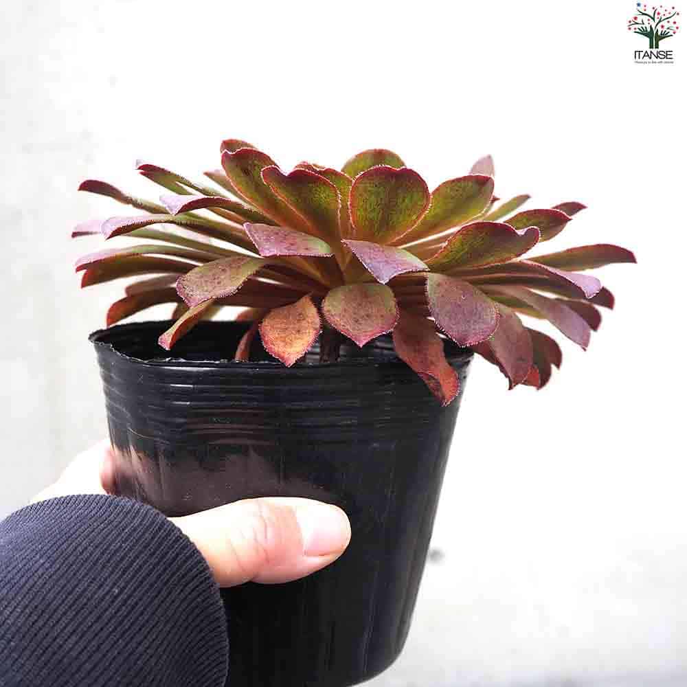多肉植物 セット販売日、決めました | コキリノSucculents Life