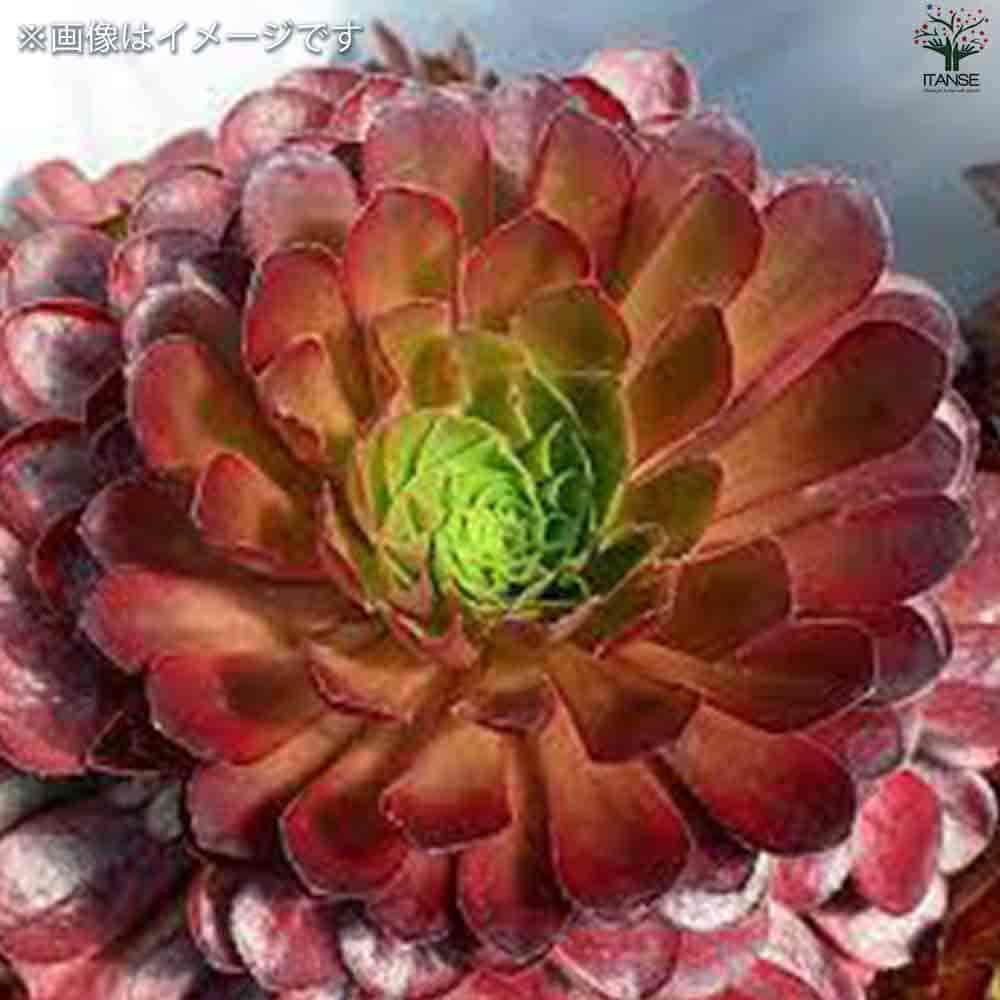 センポニウム シエナ 【多肉植物 4号】