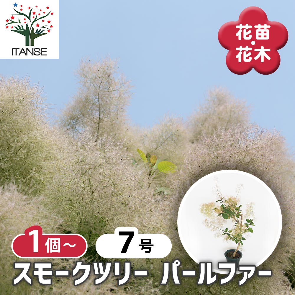 スモークツリー パールファー 【花木苗 7号／1個売り】｜ 【植物の