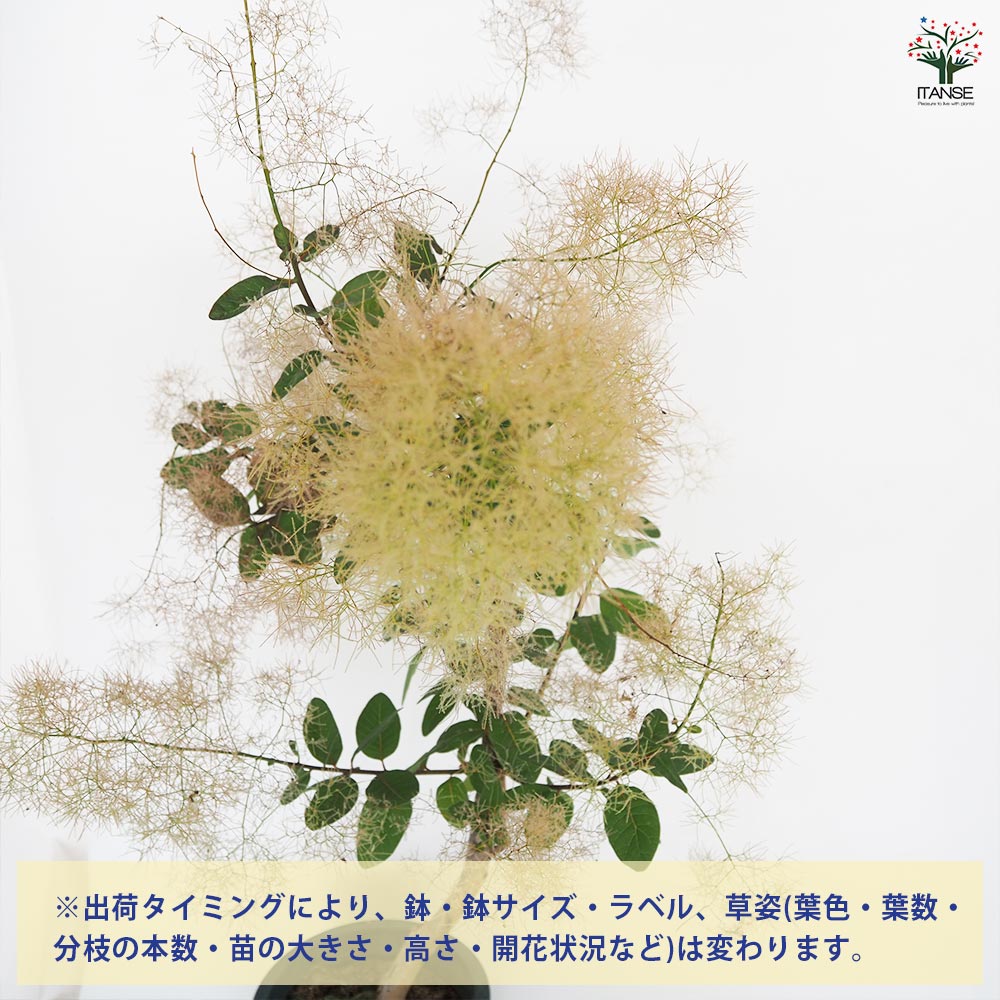 スモークツリー パールファー 【花木苗 7号／1個売り】｜ 【植物の
