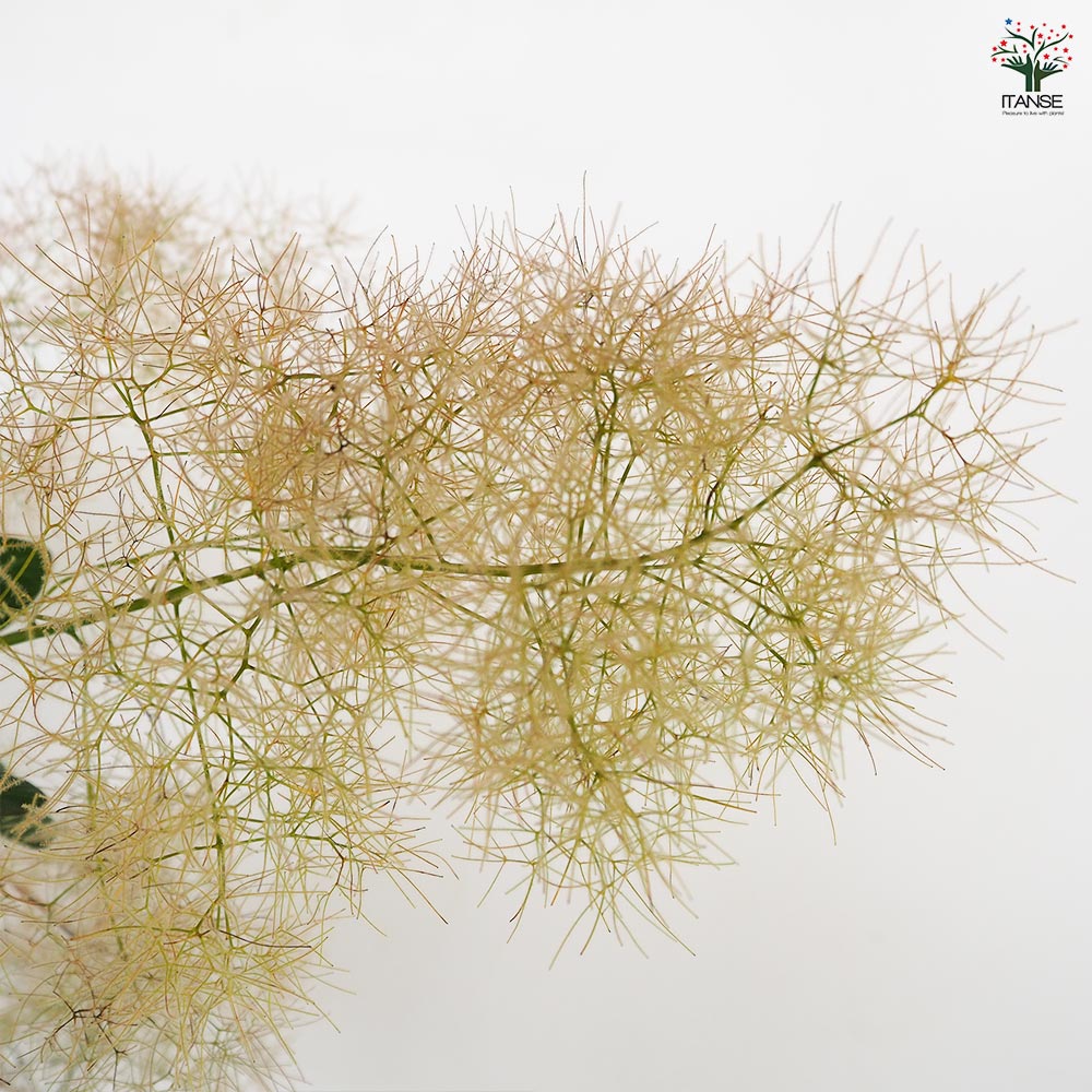 スモークツリー パールファー 【花木苗 7号／1個売り】｜ 【植物の