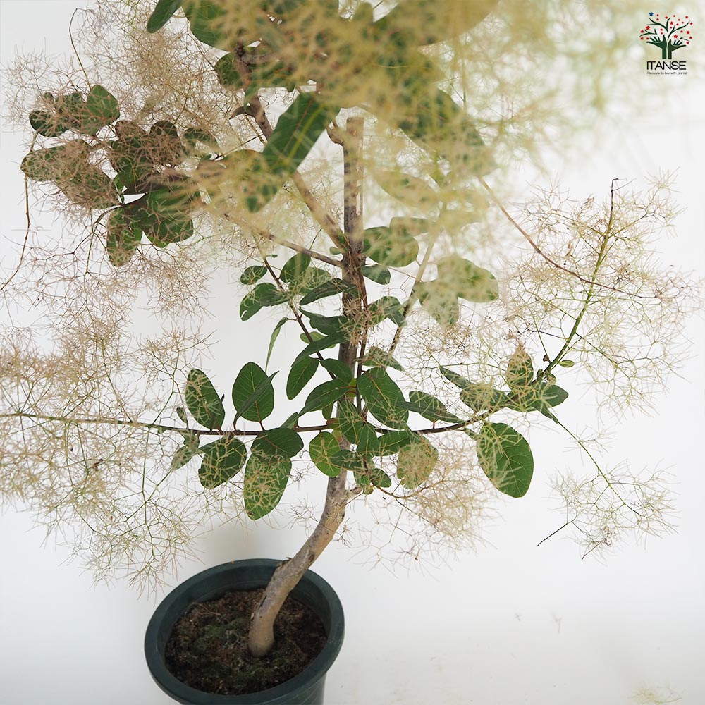 スモークツリー パールファー 【花木苗 7号／1個売り】｜ 【植物の