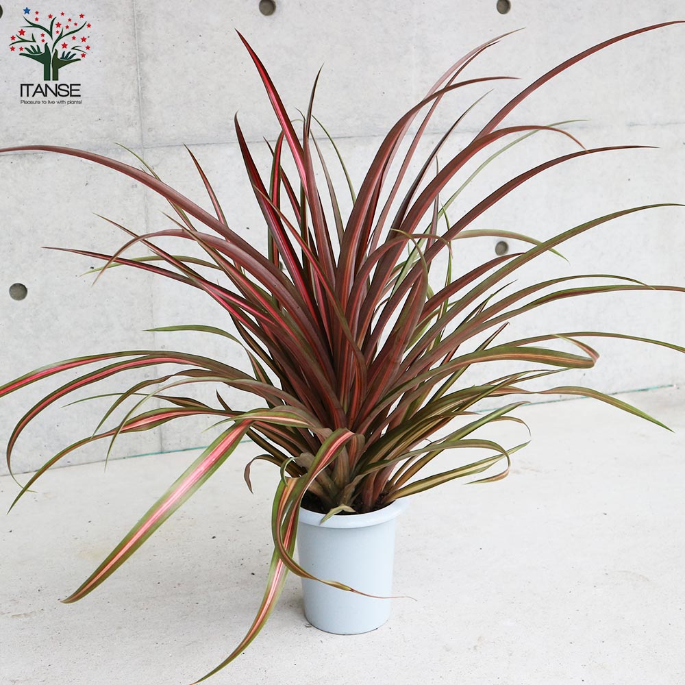 Itanse良品ｾﾚｸﾄ通販