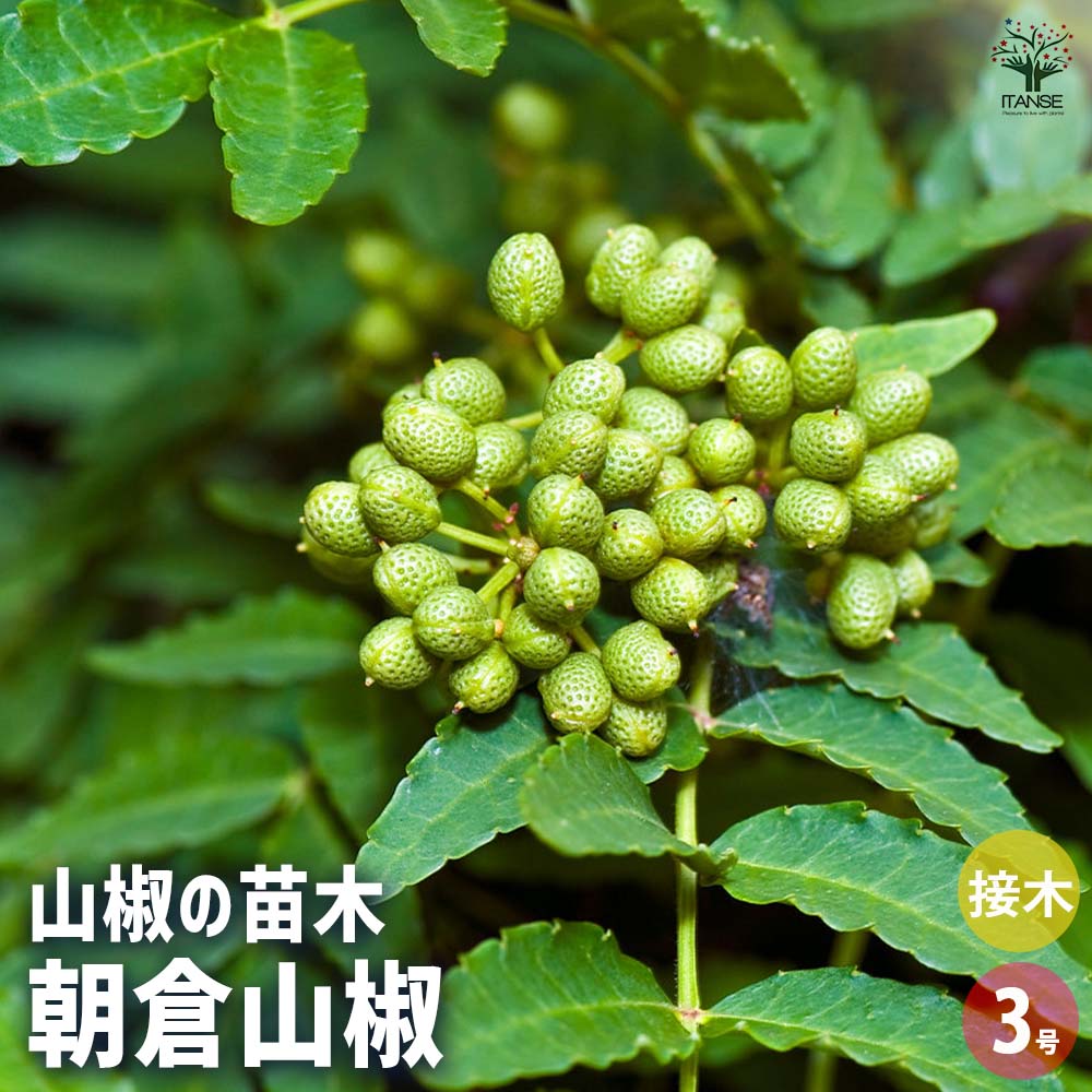山椒の苗木 朝倉山椒 【果樹の苗 3号】｜ 【植物のITANSE