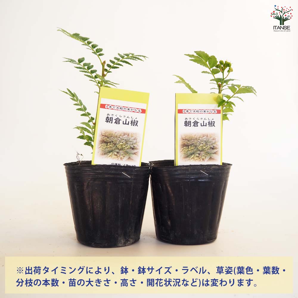 山椒の苗木 朝倉山椒 【果樹の苗 3号】｜ 【植物のITANSE