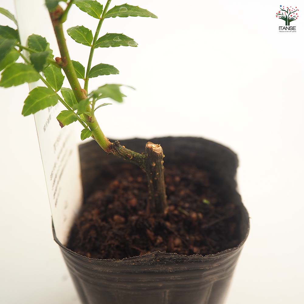 かりんページ 無農薬 朝倉山椒 鉢ごと発送 かりん様専用ページ 無農薬 朝倉山椒 鉢ごと発送