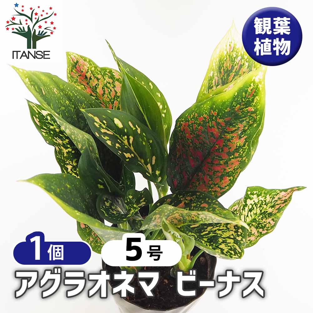 アグラオネマ ビーナス 【観葉植物 5号／1個売り】｜ 【植物の