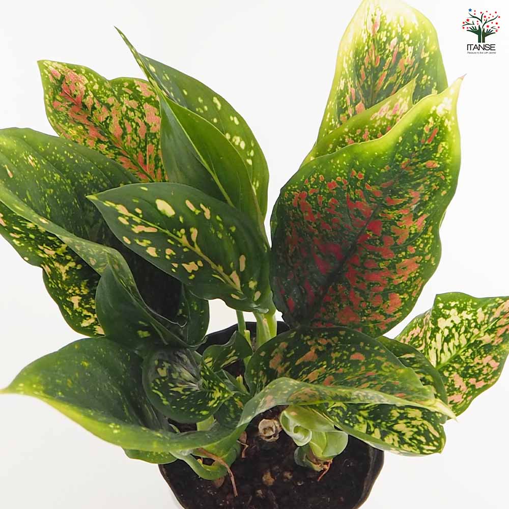 アグラオネマ ビーナス 【観葉植物 5号／1個売り】｜ 【植物の