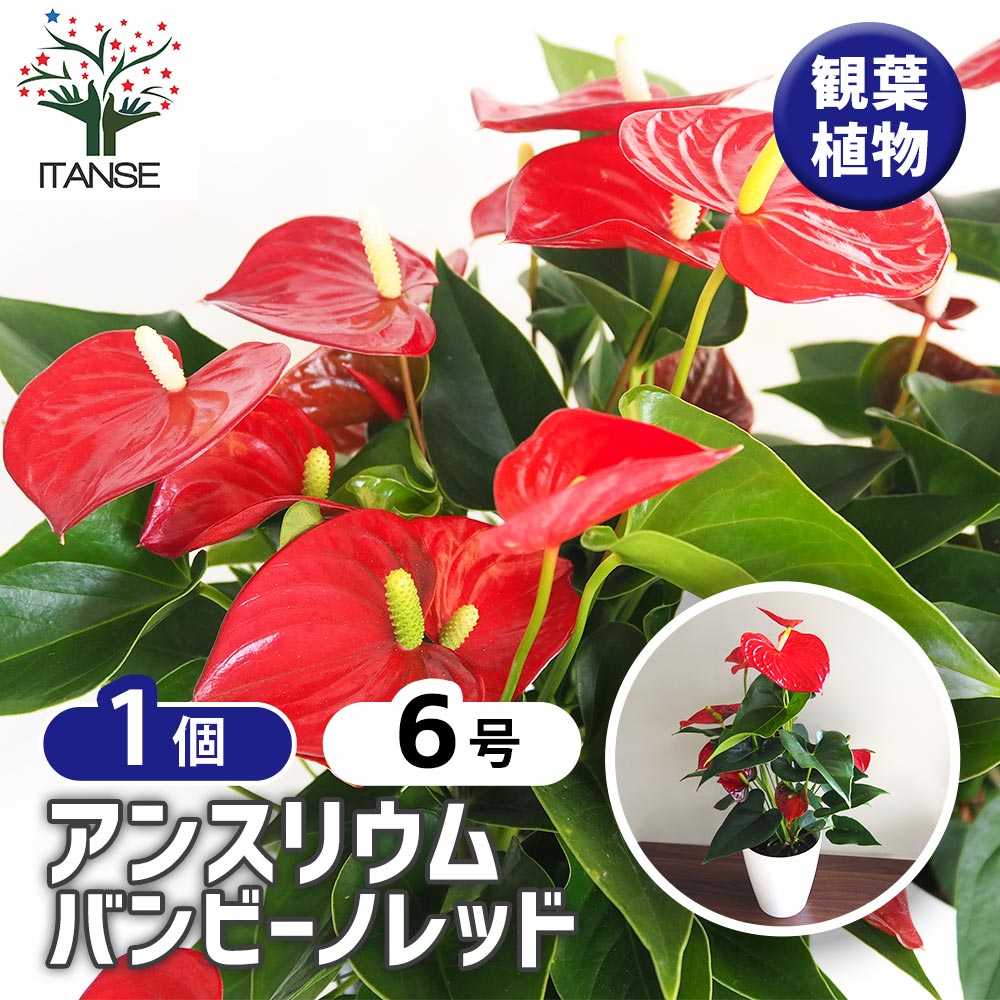 アンスリウム バンビーノレッド