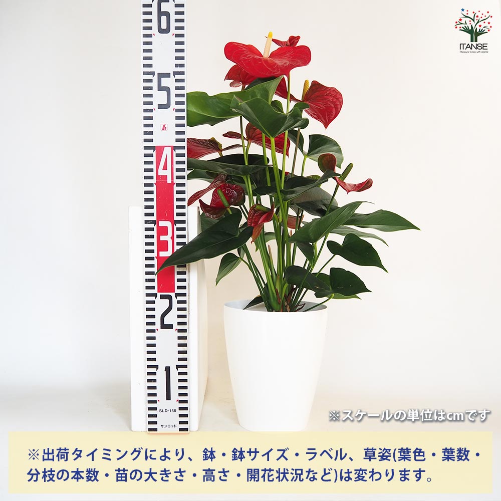 アンスリウム バンビーノレッド 【観葉植物 6号／1個売り】