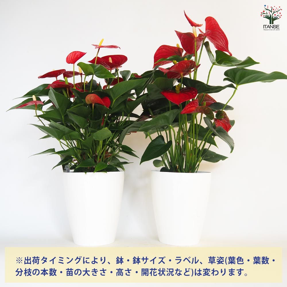 アンスリウム バンビーノレッド 【観葉植物 6号／1個売り】