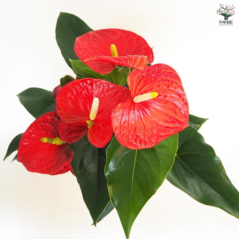 アンスリウム バンビーノレッド 【観葉植物 6号／1個売り】