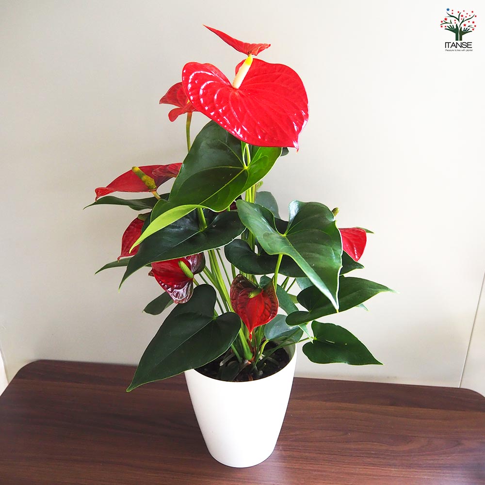 アンスリウム バンビーノレッド 【観葉植物 6号／1個売り】