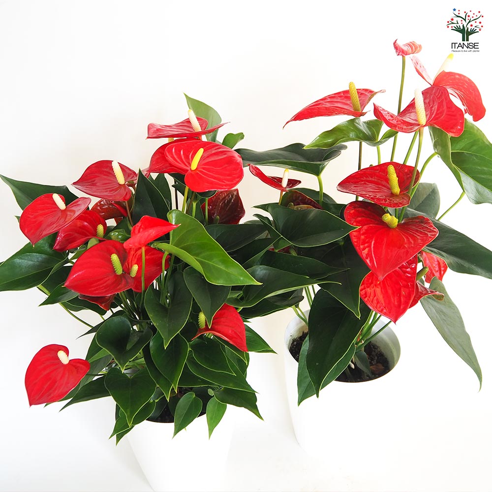 アンスリウム バンビーノレッド 【観葉植物 6号／1個売り】