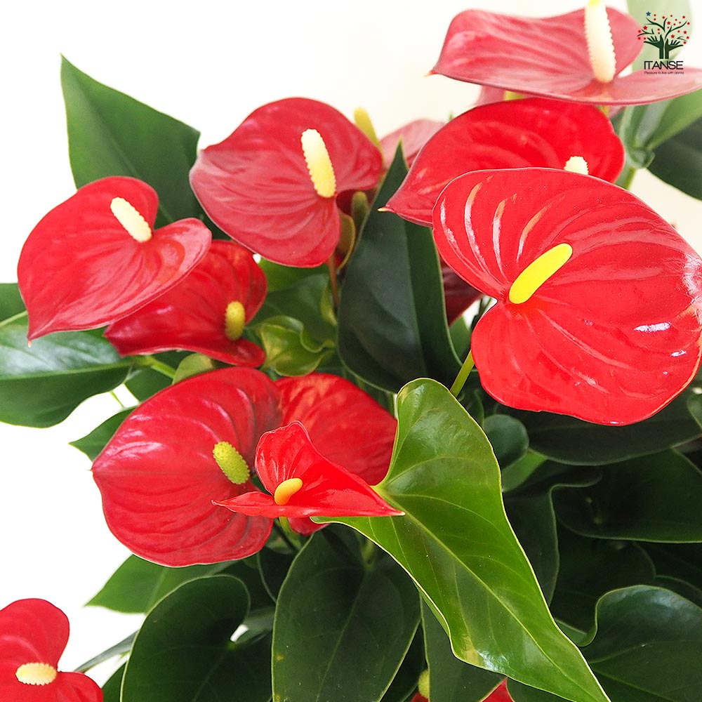 アンスリウム バンビーノレッド 【観葉植物 6号／1個売り】