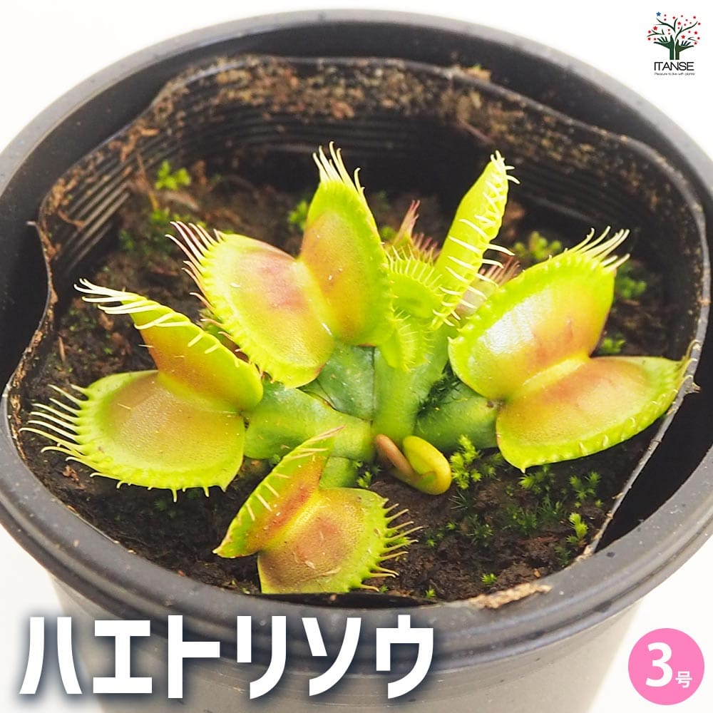 食虫植物 ハエトリソウ 【観葉植物 3号/1個売り】