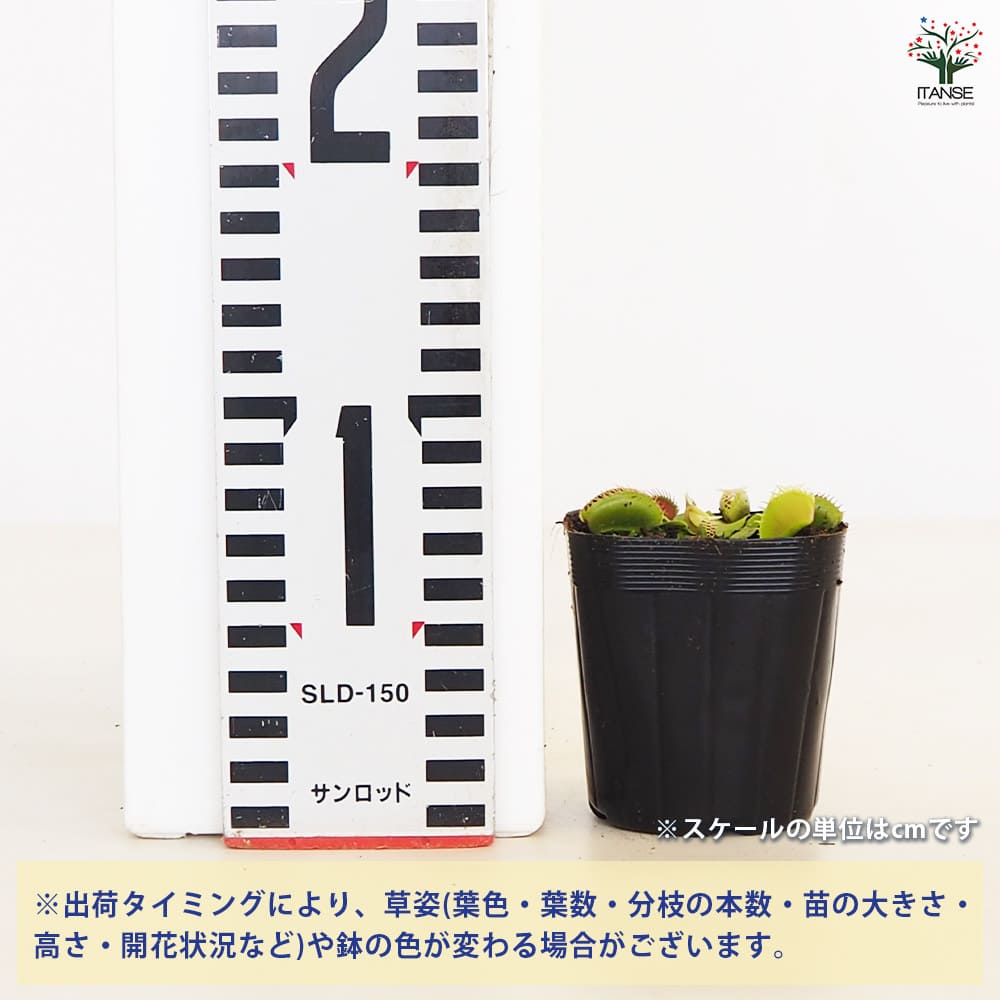 食虫植物 ハエトリソウ 【観葉植物 3号/1個売り】