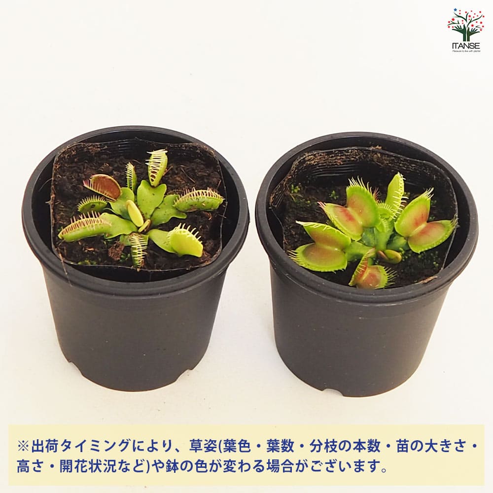 食虫植物 ハエトリソウ 【観葉植物 3号/1個売り】