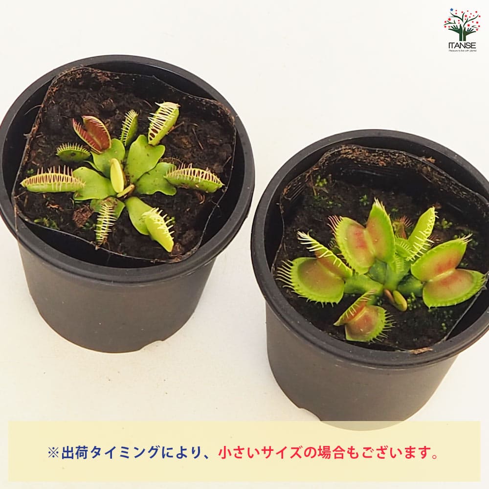 食虫植物 ハエトリソウ 【観葉植物 3号/1個売り】