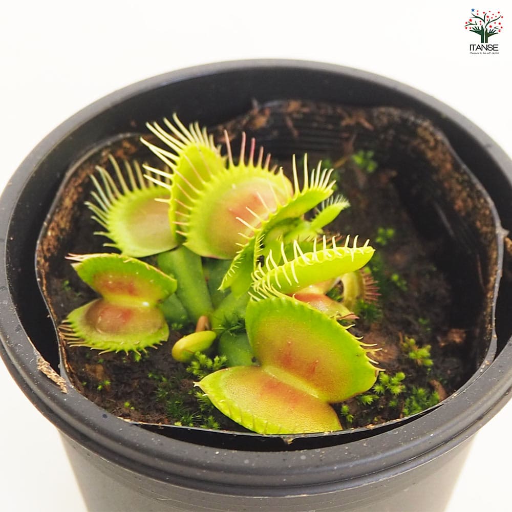 食虫植物 ハエトリソウ 【観葉植物 3号/1個売り】