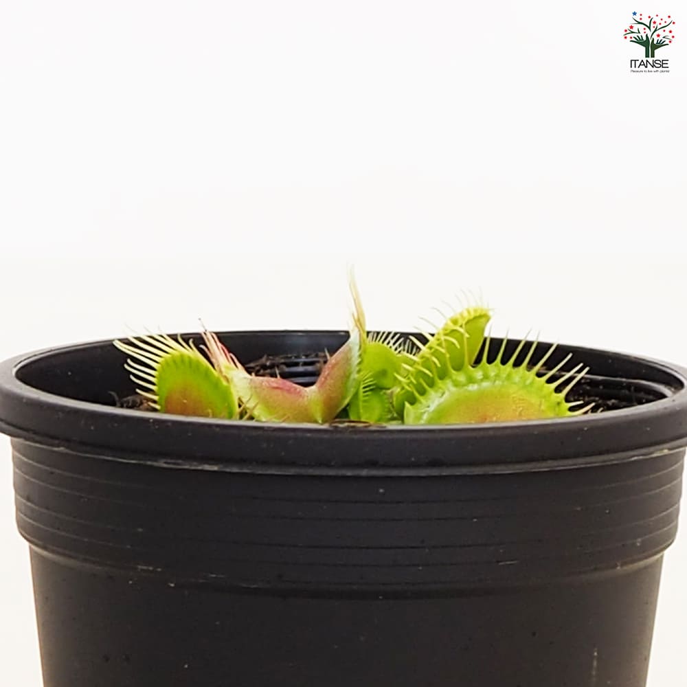 食虫植物 ハエトリソウ 【観葉植物 3号/1個売り】