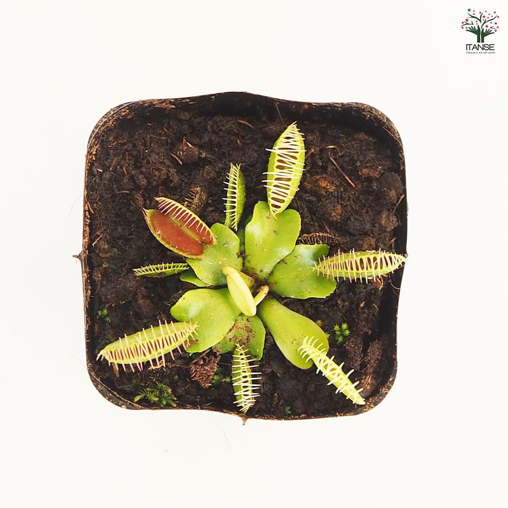 食虫植物 ハエトリソウ 【観葉植物 3号/1個売り】