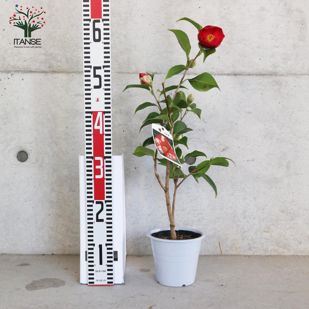 椿(ツバキ)の苗木 品種：長楽(チョウラク、オサラク)【庭木 4.5号鉢／1個売り】