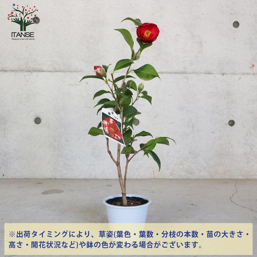 椿(ツバキ)の苗木 品種：長楽(チョウラク、オサラク)【庭木 4.5号鉢／1個売り】