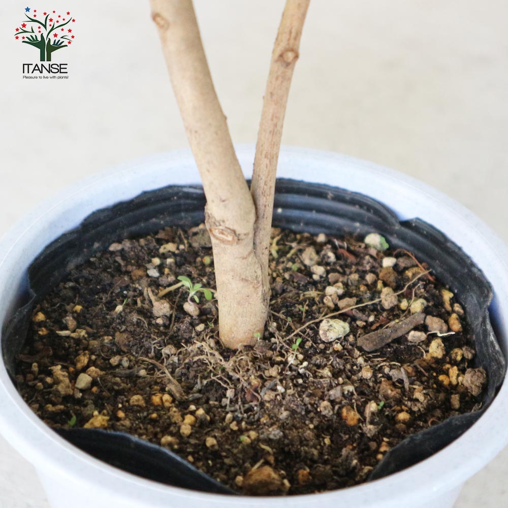 椿(ツバキ)の苗木 品種：長楽(チョウラク、オサラク)【庭木 4.5号鉢／1個売り】