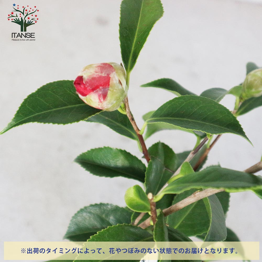 椿(ツバキ)の苗木 品種：長楽(チョウラク、オサラク)【庭木 4.5号鉢／1個売り】