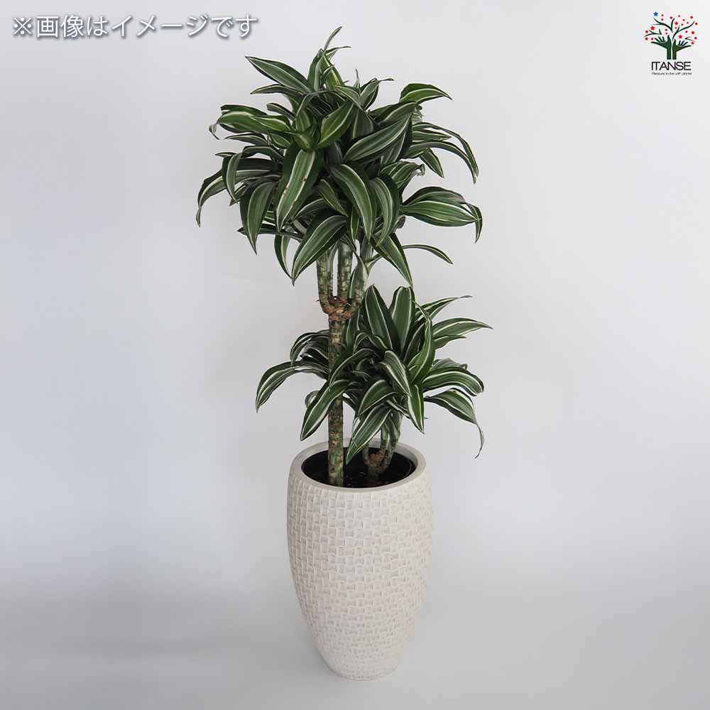 鉢カバー コンカッセロング 【鉢カバー ホワイト／1個売り】｜ 【植物