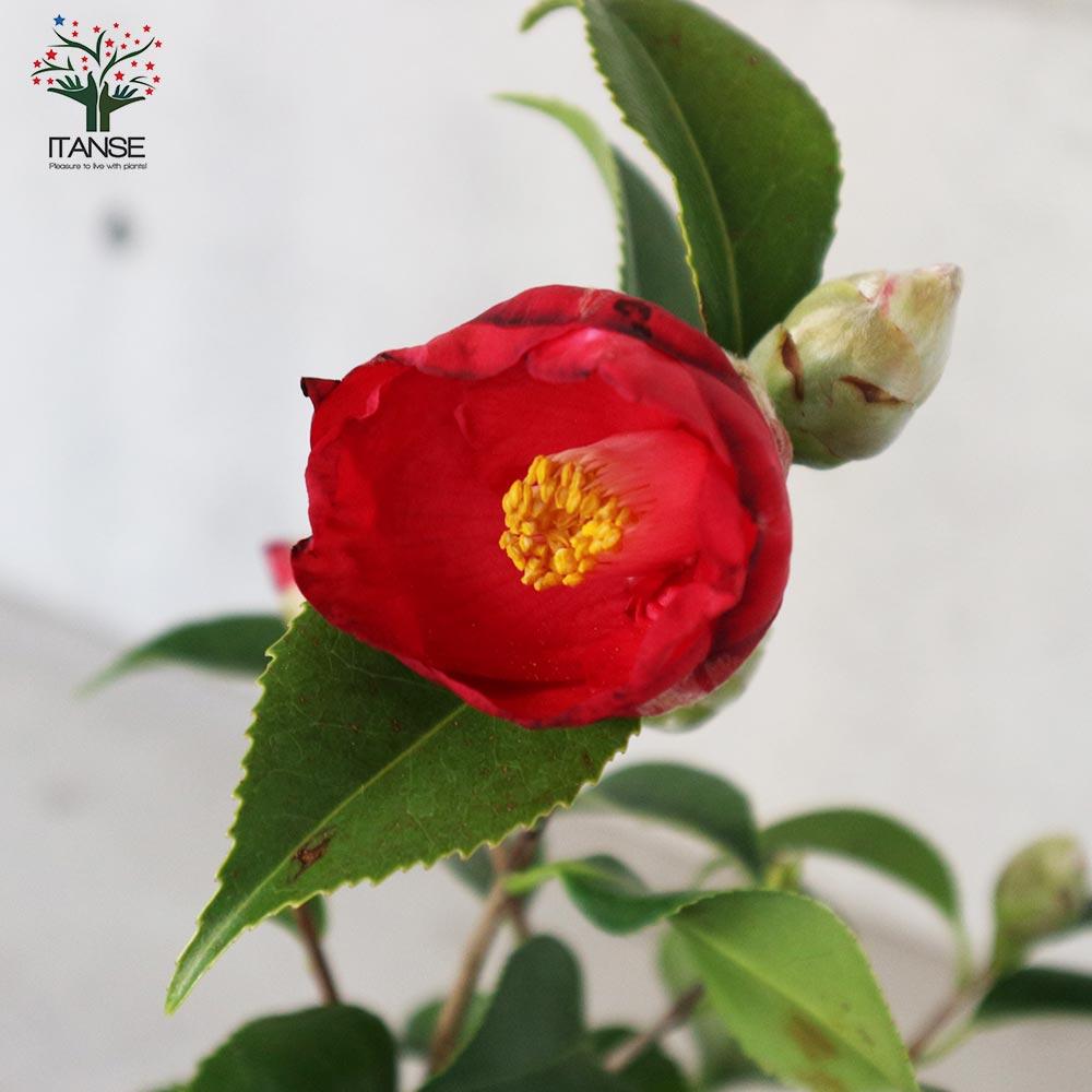 椿(ツバキ)の苗木 品種：長楽(チョウラク、オサラク)【庭木 4.5号鉢／1個売り】