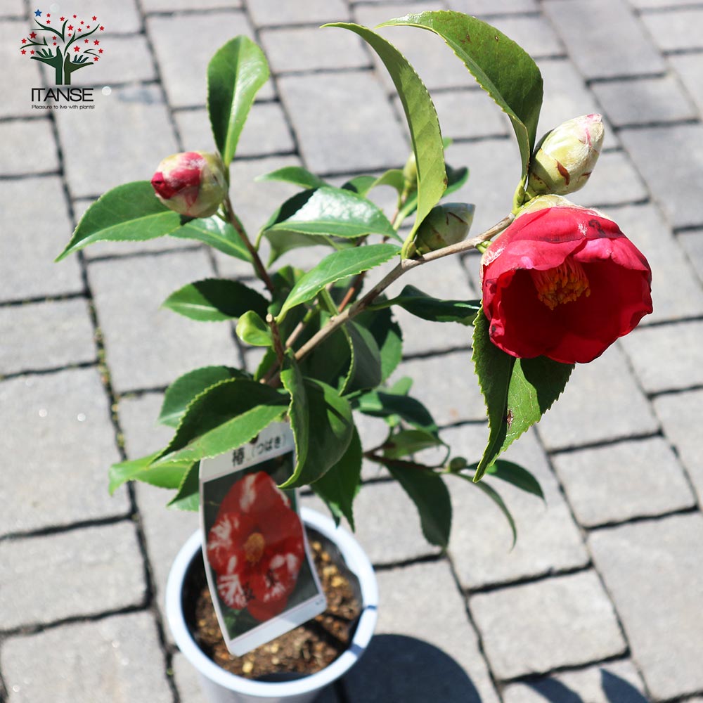 椿(ツバキ)の苗木 品種：長楽(チョウラク、オサラク)【庭木 4.5号鉢／1