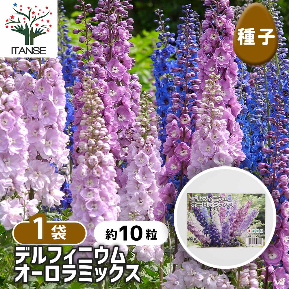 種子 デルフィニウム オーロラミックス 【 約10粒／1袋売り】｜ 【植物