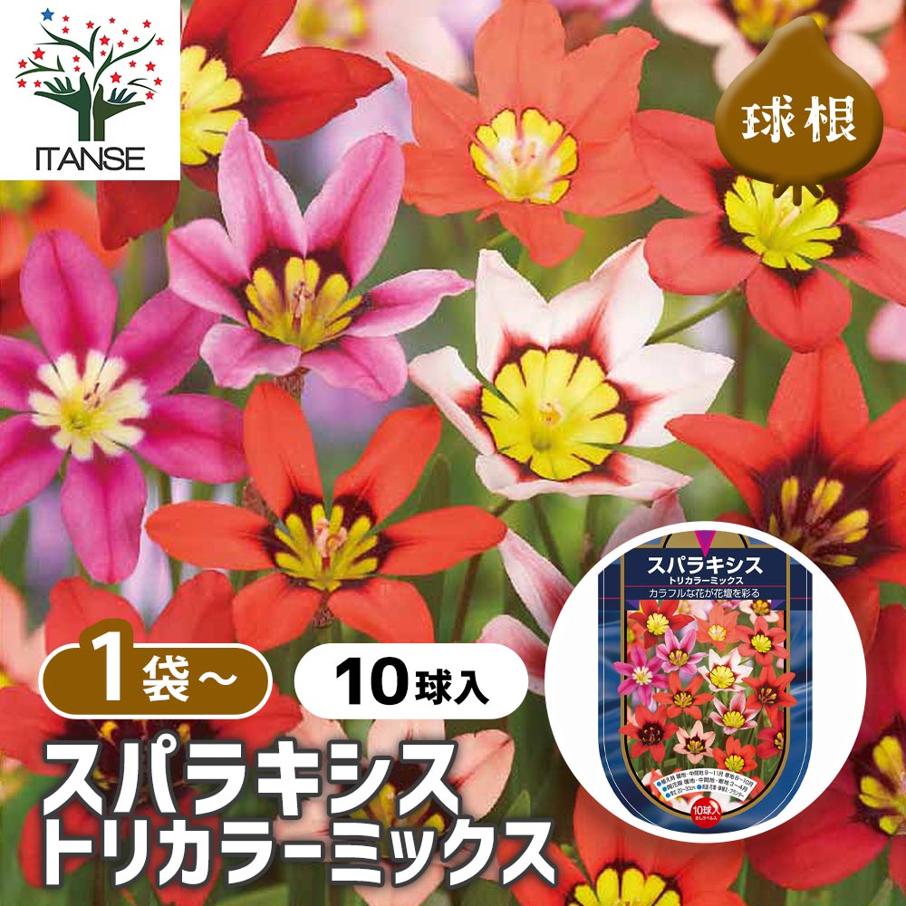 スパラキシス トリカラーミックス