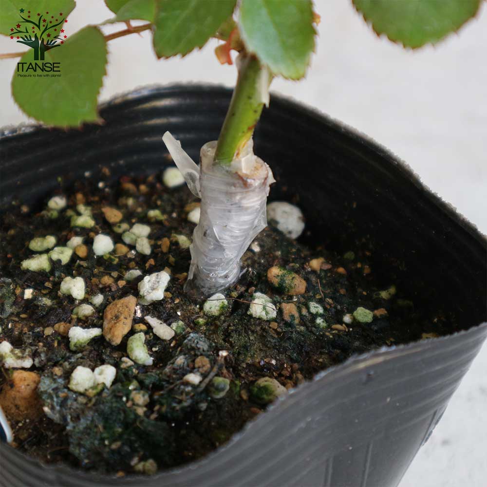 薔薇の苗 つるピース (クライミングローズ)【花苗新苗4号ポット 国産