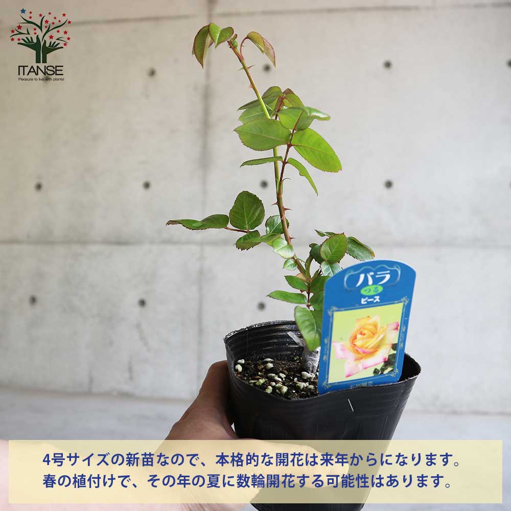 薔薇の苗 つるピース (クライミングローズ)【花苗新苗4号ポット 国産